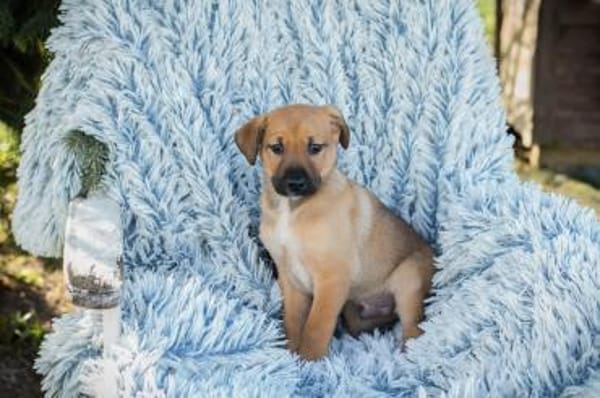 Brady - fröhlicher Entdecker