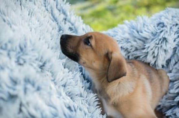 Brady - fröhlicher Entdecker