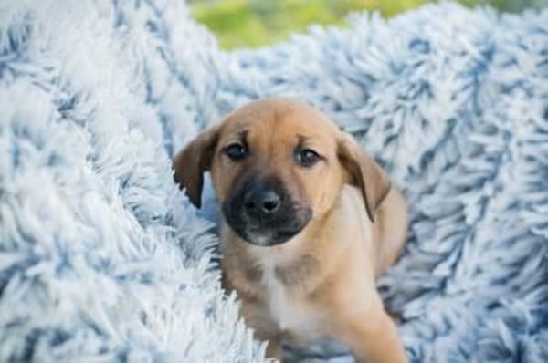 Brady - fröhlicher Entdecker