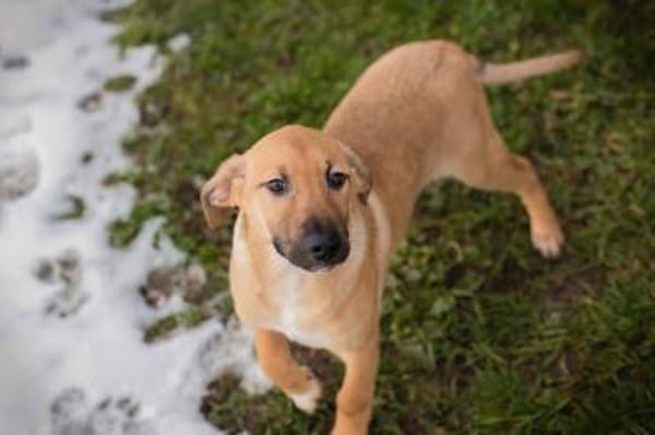 Brady - fröhlicher Entdecker