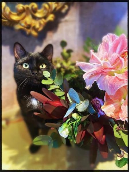 Ein süsser Knopf, wartend auf gutes Zuha