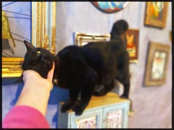 Ein süsser Knopf, wartend auf gutes Zuha