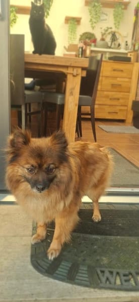 Riley, süße Kleinspitzmischlingshündin