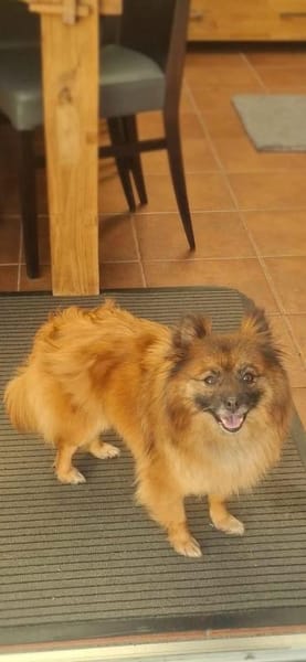 Riley, süße Kleinspitzmischlingshündin