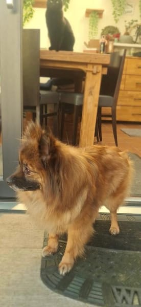 Riley, süße Kleinspitzmischlingshündin