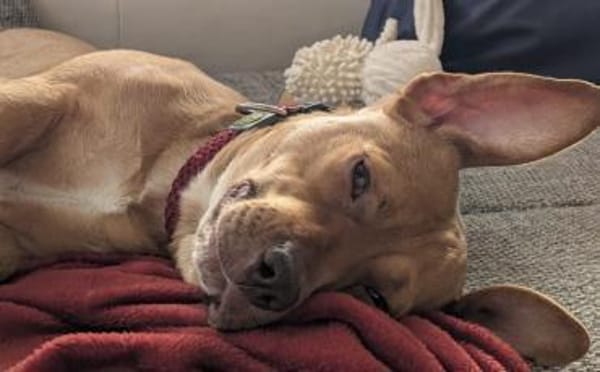 Wer schenkt Camelia ein Zuhause?