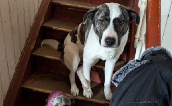 Schenkst du dem tollen Nuca dein Herz?