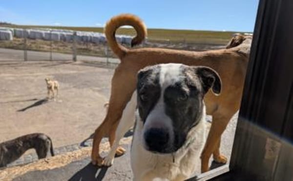 Schenkst du dem tollen Nuca dein Herz?