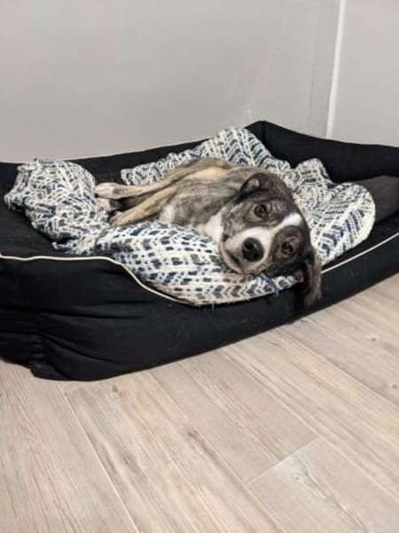 Floki wartet in 90491 Nürnberg