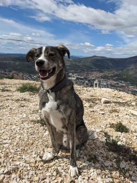 Floki wartet in 90491 Nürnberg