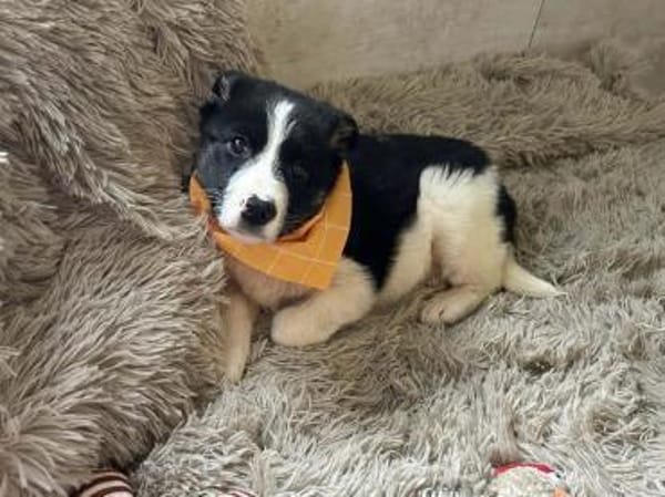 MILA - Zarte Welpenseele auf der Suche