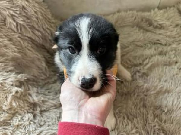 MILA - Zarte Welpenseele auf der Suche