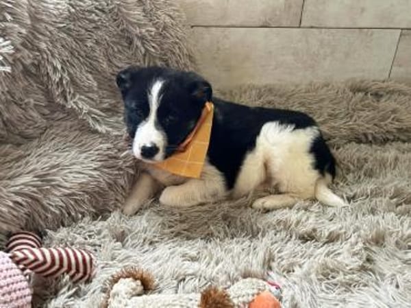 MILA - Zarte Welpenseele auf der Suche