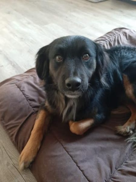 Normi  Ein Herz auf vier Pfoten