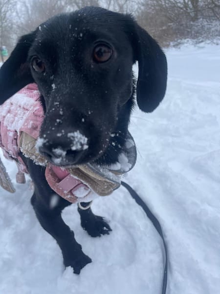 Sumi LM  Powerpaket auf der Suche nach