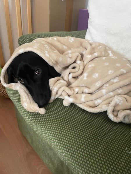 Sumi LM  Powerpaket auf der Suche nach