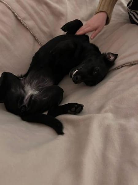 Sumi LM  Powerpaket auf der Suche nach