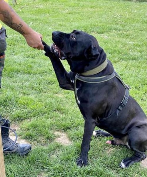 Siggi aka Julio, derzeit in Köln