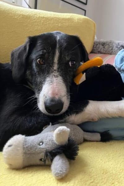 Genießerschnute ♥Mona♥ in 01640 Coswig