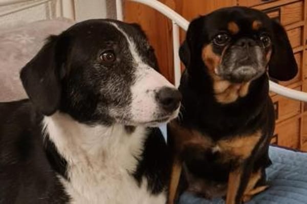 Genießerschnute ♥Mona♥ in 01640 Coswig