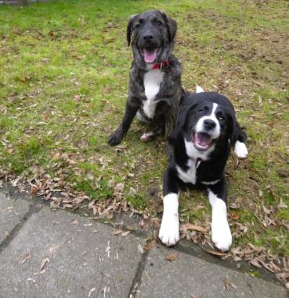 Banko   bezaubernder Welpen