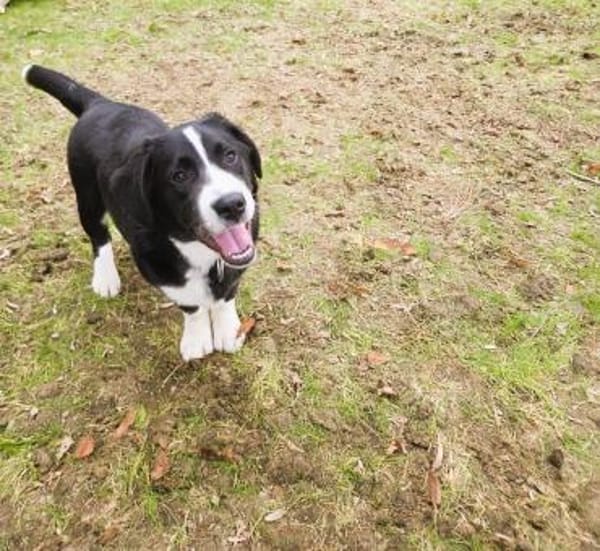 Banko   bezaubernder Welpen