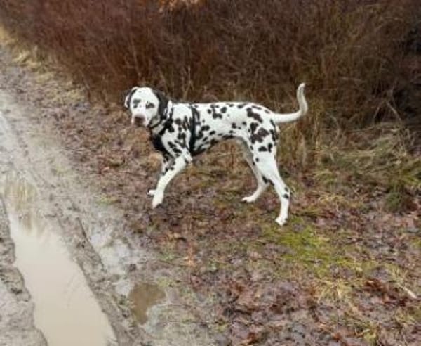 Notfall-Gino sucht Pflegestelle/Zuhause