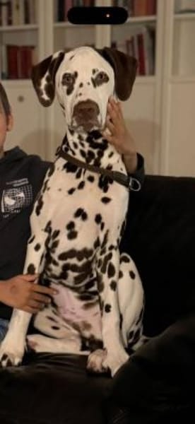 Notfall-Gino sucht Pflegestelle/Zuhause