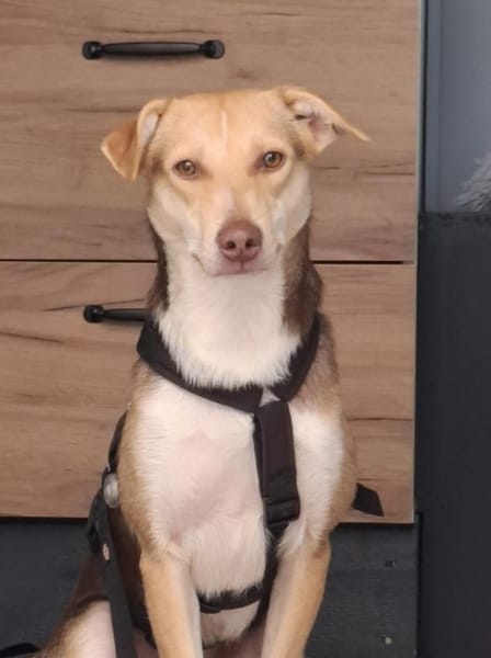 LARA - möchte die Natur entdecken