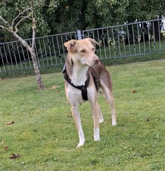 LARA - möchte die Natur entdecken