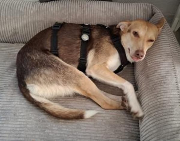 LARA - möchte die Natur entdecken