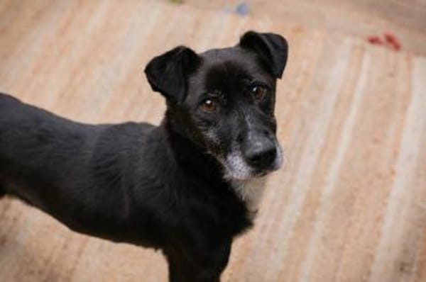 Fido - Ein treuer Schatz