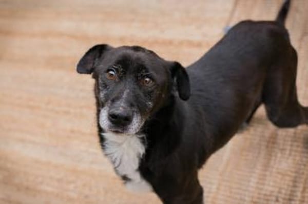 Fido - Ein treuer Schatz