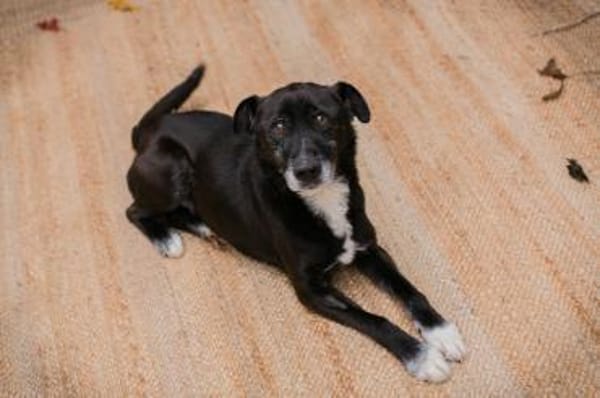 Fido - Ein treuer Schatz