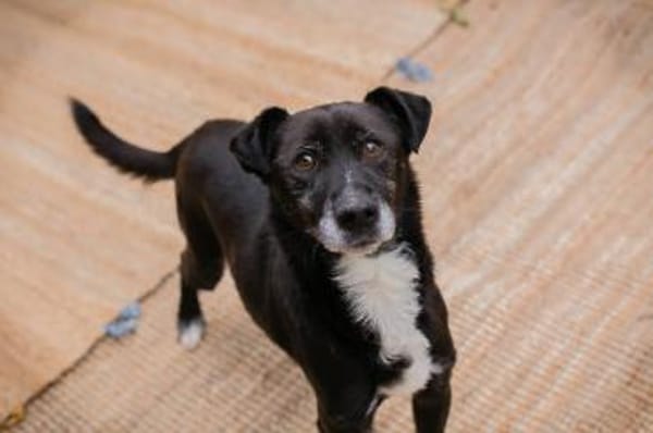 Fido - Ein treuer Schatz