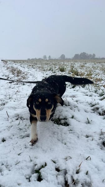 Hundemädchen Juna sucht ihre Familie!