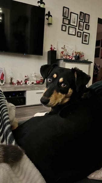 Hundemädchen Juna sucht ihre Familie!