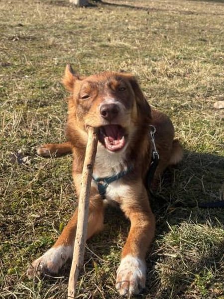 Mylo- aus RO, 12659, Berlin, keine Katze