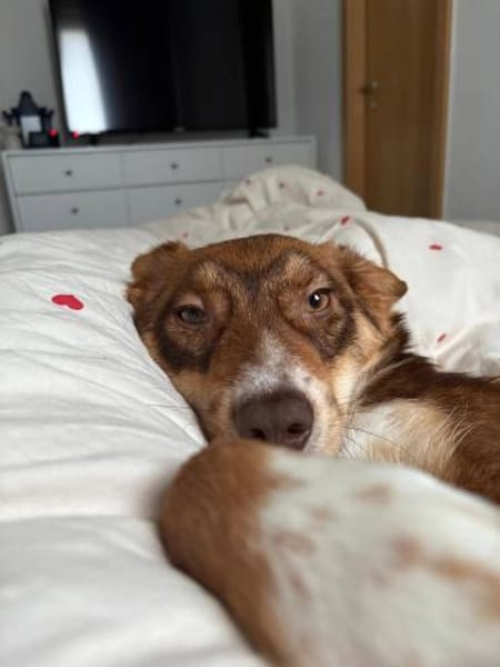 Mylo- aus RO, 12659, Berlin, keine Katze