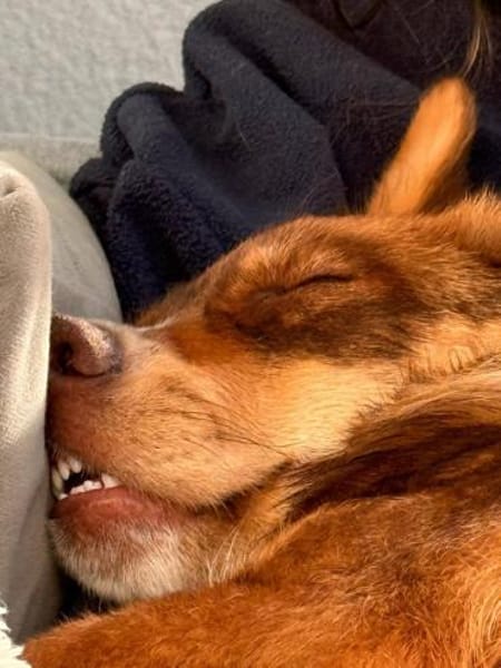 Mylo- aus RO, 12659, Berlin, keine Katze