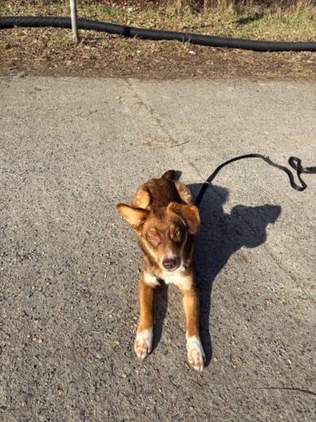 Mylo- aus RO, 12659, Berlin, keine Katze