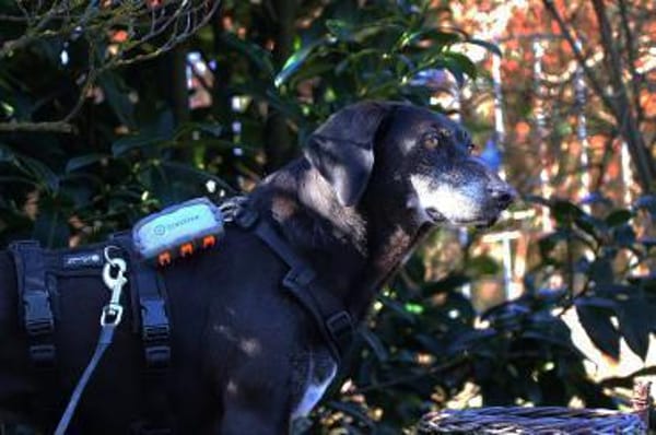 Tammy sucht ein Zuhause