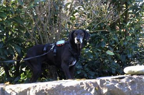 Tammy sucht ein Zuhause