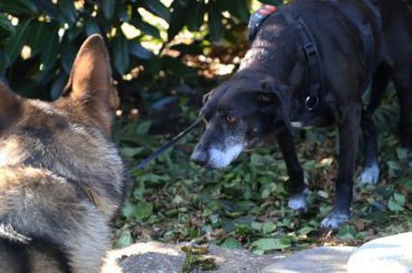 Tammy sucht ein Zuhause