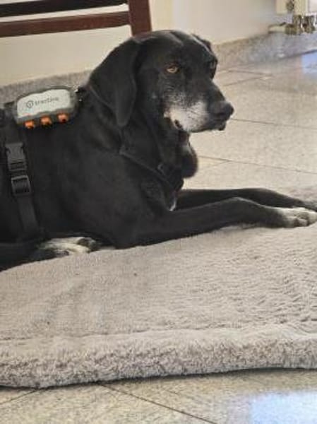 Tammy sucht ein Zuhause