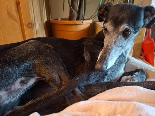 Vera2 sucht dringend Gnadenplatz