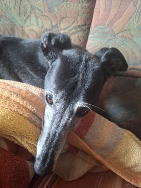 Vera2 sucht dringend Gnadenplatz