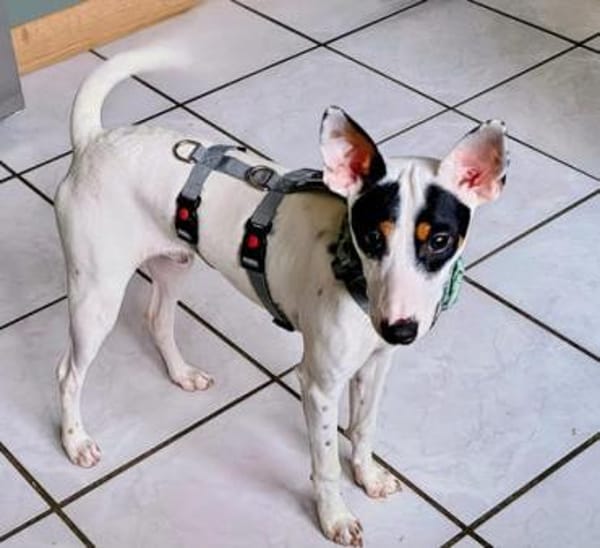 Anhänglicher Smiley2 sucht ein Zuhause