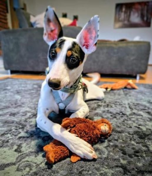 Anhänglicher Smiley2 sucht ein Zuhause