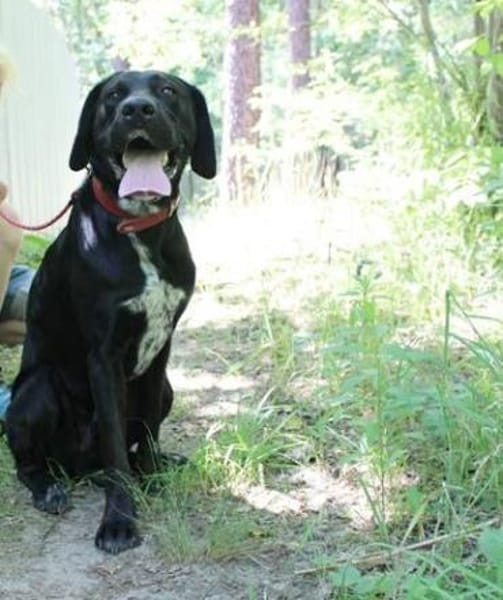 Elvis, großer, sportl. Familienhund